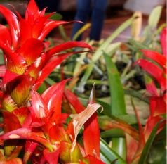 Bromelia
